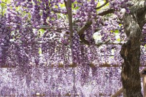 曼陀羅寺、藤まつり、九尺藤、4月春の花、愛知県江南市の観光・撮影スポットの画像と写真