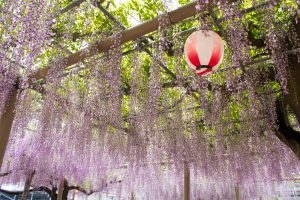 曼陀羅寺、藤まつり、九尺藤、4月春の花、愛知県江南市の観光・撮影スポットの画像と写真