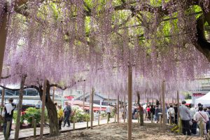 曼陀羅寺、藤まつり、九尺藤、4月春の花、愛知県江南市の観光・撮影スポットの画像と写真