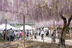曼陀羅寺、藤まつり、九尺藤、4月春の花、愛知県江南市の観光・撮影スポットの画像と写真
