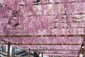 曼陀羅寺、藤まつり、九尺藤、4月春の花、愛知県江南市の観光・撮影スポットの画像と写真