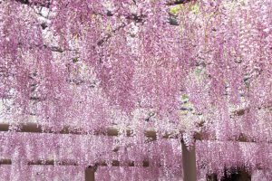 曼陀羅寺　藤まつり　本紅藤　4月　春の花　愛知県江南市の観光・撮影スポットの画像と写真