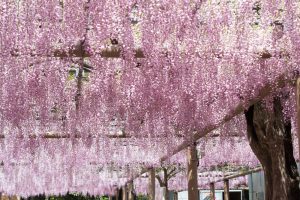 曼陀羅寺、藤まつり、九尺藤、4月春の花、愛知県江南市の観光・撮影スポットの画像と写真