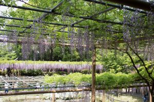 曼陀羅寺、藤まつり、九尺藤、4月春の花、愛知県江南市の観光・撮影スポットの画像と写真