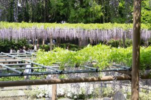 曼陀羅寺、藤まつり、九尺藤、4月春の花、愛知県江南市の観光・撮影スポットの画像と写真