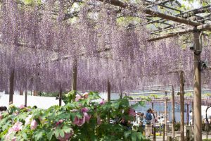 曼陀羅寺、藤まつり、九尺藤、4月春の花、愛知県江南市の観光・撮影スポットの画像と写真