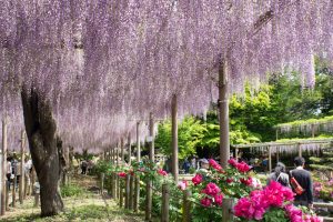 曼陀羅寺、藤まつり、九尺藤、4月春の花、愛知県江南市の観光・撮影スポットの画像と写真