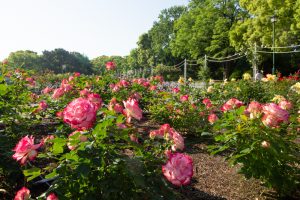 鶴舞公園　バラ園　バラ祭り　4月　春の花　名古屋市昭和区の観光・撮影スポットの画像と写真