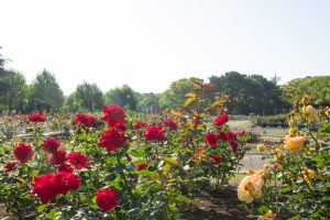 鶴舞公園　バラ園　バラ祭り　4月　春の花　名古屋市昭和区の観光・撮影スポットの画像と写真鶴舞公園　バラ園　バラ祭り　4月　春の花　名古屋市昭和区の観光・撮影スポットの画像と写真