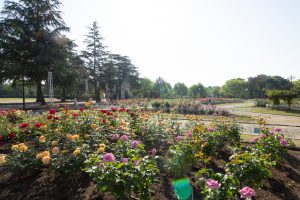 鶴舞公園　バラ園　バラ祭り　4月　春の花　名古屋市昭和区の観光・撮影スポットの画像と写真鶴舞公園　バラ園　バラ祭り　4月　春の花　名古屋市昭和区の観光・撮影スポットの画像と写真