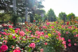 鶴舞公園　バラ園　バラ祭り　4月　春の花　名古屋市昭和区の観光・撮影スポットの画像と写真