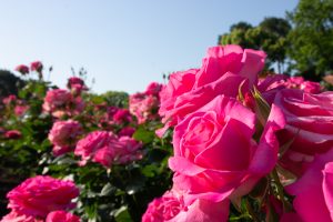 鶴舞公園　バラ園　バラ祭り　4月　春の花　名古屋市昭和区の観光・撮影鶴舞公園　バラ園　バラ祭り　4月　春の花　名古屋市昭和区の観光・撮影スポットの画像と写真