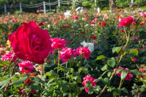 鶴舞公園　バラ園　バラ祭り　4月　春の花　名古屋市昭和区の観光・撮影スポットの画像と写真鶴舞公園　バラ園　バラ祭り　4月　春の花　名古屋市昭和区の観光・撮影スポットの画像と写真