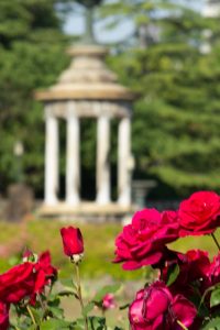 鶴舞公園　バラ園　バラ祭り　4月　春の花　名古屋市昭和区の観光・撮影スポットの画像と写真