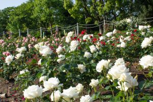 鶴舞公園　バラ園　バラ祭り　4月　春の花　名古屋市昭和区の観光・撮影スポットの画像と写真鶴舞公園　バラ園　バラ祭り　4月　春の花　名古屋市昭和区の観光・撮影スポットの画像と写真