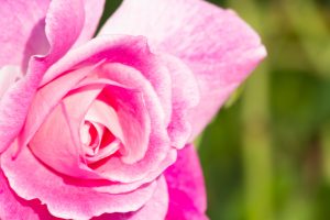 鶴舞公園　バラ園　バラ祭り　4月　春の花　名古屋市昭和区の観光・撮影スポットの画像と写真