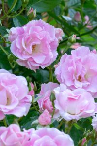 鶴舞公園　バラ園　バラ祭り　4月　春の花　名古屋市昭和区の観光・撮影スポットの画像と写真