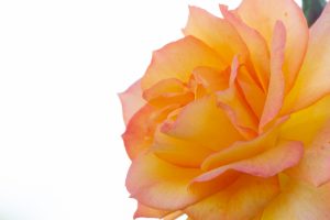 鶴舞公園　バラ園　バラ祭り　4月　春の花　名古屋市昭和区の観光・撮影スポットの画像と写真鶴舞公園　バラ園　バラ祭り　4月　春の花　名古屋市昭和区の観光・撮影スポットの画像と写真