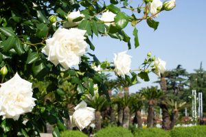 鶴舞公園　バラ園　バラ祭り　4月　春の花　名古屋市昭和区の観光・撮影スポットの画像と写真