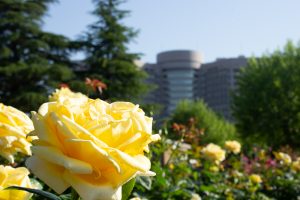 鶴舞公園　バラ園　バラ祭り　4月　春の花　名古屋市昭和区の観光・撮影スポットの画像と写真鶴舞公園　バラ園　バラ祭り　4月　春の花　名古屋市昭和区の観光・撮影スポットの画像と写真