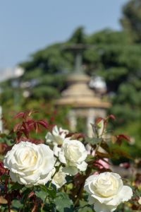 鶴舞公園　バラ園　バラ祭り　4月　春の花　名古屋市昭和区の観光・撮影スポットの画像と写真