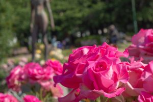 鶴舞公園　バラ園　バラ祭り　4月　春の花　名古屋市昭和区の観光・撮影スポットの画像と写真