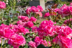 鶴舞公園　バラ園　バラ祭り　4月　春の花　名古屋市昭和区の観光・撮影スポットの画像と写真