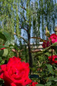 鶴舞公園　バラ園　バラ祭り　4月　春の花　名古屋市昭和区の観光・撮影スポットの画像と写真