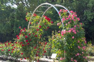 庄内緑地公園、バラ園、バラ祭り、5月夏の花、名古屋市西区の観光・撮影スポットの画像と写真