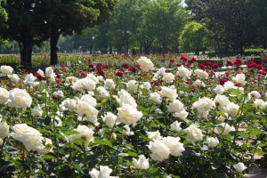 庄内緑地公園、バラ園、バラ祭り、5月夏の花、名古屋市西区の観光・撮影スポットの画像と写真