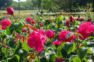 庄内緑地公園、バラ園、バラ祭り、5月夏の花、名古屋市西区の観光・撮影スポットの画像と写真