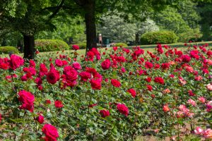 庄内緑地公園、バラ園、バラ祭り、5月夏の花、名古屋市西区の観光・撮影スポットの画像と写真