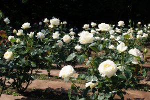 庄内緑地公園、バラ園、バラ祭り、5月夏の花、名古屋市西区の観光・撮影スポットの画像と写真