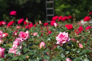 庄内緑地公園、バラ園、バラ祭り、5月夏の花、名古屋市西区の観光・撮影スポットの画像と写真