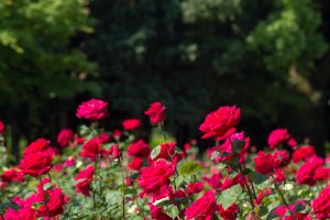 庄内緑地公園、バラ園、バラ祭り、5月夏の花、名古屋市西区の観光・撮影スポットの画像と写真