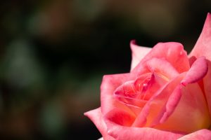 庄内緑地公園、バラ園、バラ祭り、5月夏の花、名古屋市西区の観光・撮影スポットの画像と写真