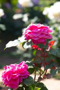 庄内緑地公園、バラ園、バラ祭り、5月夏の花、名古屋市西区の観光・撮影スポットの画像と写真