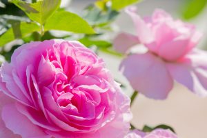 庄内緑地公園、バラ園、バラ祭り、5月夏の花、名古屋市西区の観光・撮影スポットの画像と写真