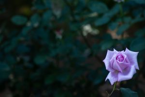 庄内緑地公園、バラ園、バラ祭り、5月夏の花、名古屋市西区の観光・撮影スポットの画像と写真