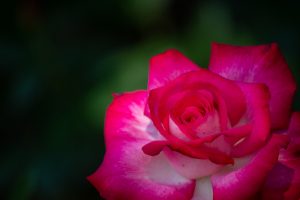 庄内緑地公園、バラ園、バラ祭り、5月夏の花、名古屋市西区の観光・撮影スポットの画像と写真