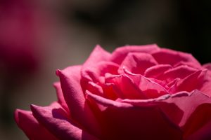 庄内緑地公園、バラ園、バラ祭り、5月夏の花、名古屋市西区の観光・撮影スポットの画像と写真