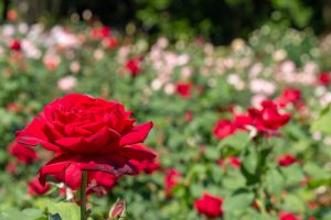 庄内緑地公園、バラ園、バラ祭り、5月夏の花、名古屋市西区の観光・撮影スポットの画像と写真