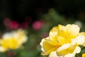 庄内緑地公園、バラ園、バラ祭り、5月夏の花、名古屋市西区の観光・撮影スポットの画像と写真