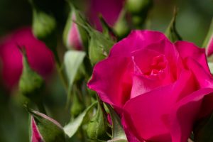庄内緑地公園、バラ園、バラ祭り、5月夏の花、名古屋市西区の観光・撮影スポットの画像と写真