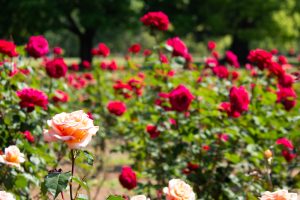 庄内緑地公園、バラ園、バラ祭り、5月夏の花、名古屋市西区の観光・撮影スポットの画像と写真