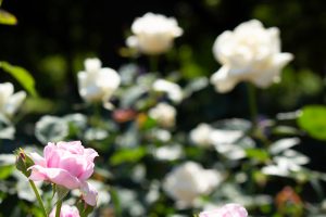 庄内緑地公園、バラ園、バラ祭り、5月夏の花、名古屋市西区の観光・撮影スポットの画像と写真