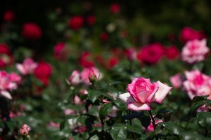 庄内緑地公園、バラ園、バラ祭り、5月夏の花、名古屋市西区の観光・撮影スポットの画像と写真