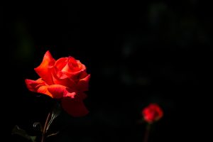 庄内緑地公園、バラ園、バラ祭り、5月夏の花、名古屋市西区の観光・撮影スポットの画像と写真