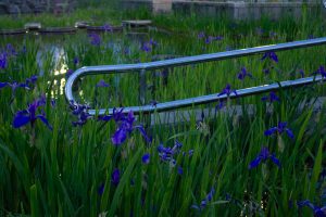 三好公園、カキツバタ、5月夏の花、愛知県みよし市の観光・撮影スポットの画像と写真