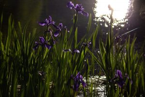 三好公園、カキツバタ、5月夏の花、愛知県みよし市の観光・撮影スポットの画像と写真